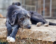 MINO, Hund, Mischlingshund in Kroatien - Bild 3