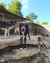 MINO, Hund, Mischlingshund in Kroatien - Bild 4
