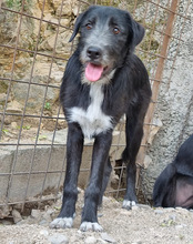 MINO, Hund, Mischlingshund in Kroatien - Bild 7