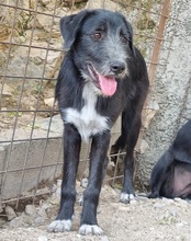 MINO, Hund, Mischlingshund in Kroatien - Bild 8