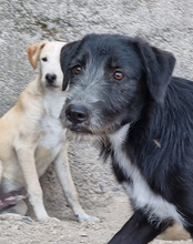 MINO, Hund, Mischlingshund in Kroatien - Bild 9