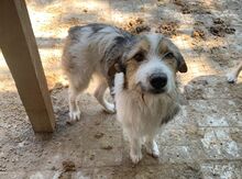 ANDRE, Hund, Mischlingshund in Rumänien - Bild 8