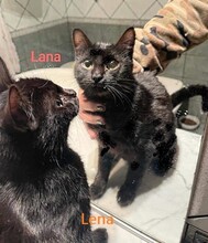 LANA, Katze, Europäisch Kurzhaar in Italien - Bild 3