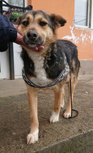 LIMA, Hund, Mischlingshund in Bulgarien - Bild 1