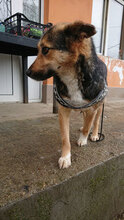 LIMA, Hund, Mischlingshund in Bulgarien - Bild 2