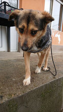 LIMA, Hund, Mischlingshund in Bulgarien - Bild 3