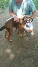 THUNDER, Hund, Mischlingshund in Bulgarien - Bild 3