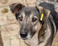 TRINE, Hund, Mischlingshund in Rumänien - Bild 1