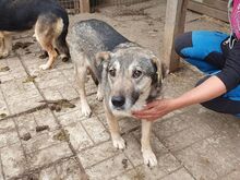 TRINE, Hund, Mischlingshund in Rumänien - Bild 2