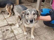 TRINE, Hund, Mischlingshund in Rumänien - Bild 3