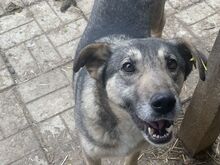 TRINE, Hund, Mischlingshund in Rumänien - Bild 4