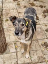 TRINE, Hund, Mischlingshund in Rumänien - Bild 5