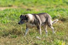 JACK, Hund, Mischlingshund in Polen - Bild 10