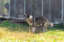 JACK, Hund, Mischlingshund in Polen - Bild 11