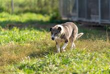 JACK, Hund, Mischlingshund in Polen - Bild 12