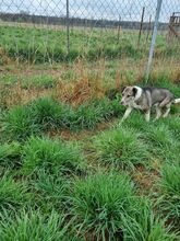 JACK, Hund, Mischlingshund in Polen - Bild 4