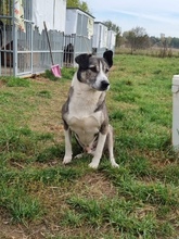 JACK, Hund, Mischlingshund in Dannstadt-Schauernheim - Bild 6