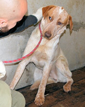 CLOYD, Hund, Mischlingshund in Italien - Bild 3
