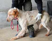 CLOYD, Hund, Mischlingshund in Italien - Bild 4