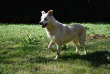 FARINA, Hund, Mischlingshund in Italien - Bild 3