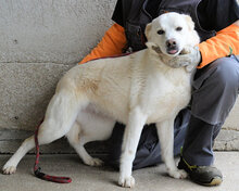FARINA, Hund, Mischlingshund in Italien - Bild 6