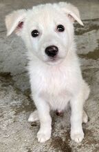 NIPPON, Hund, Mischlingshund in Griechenland - Bild 11