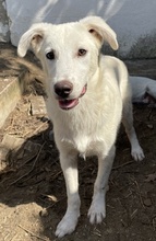 NIPPON, Hund, Mischlingshund in Griechenland - Bild 2