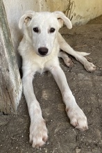 NIPPON, Hund, Mischlingshund in Griechenland - Bild 7