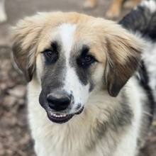 OTYS, Hund, Mischlingshund in Griechenland - Bild 1