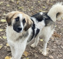OTYS, Hund, Mischlingshund in Griechenland - Bild 9