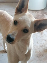 LANA, Hund, Mischlingshund in Portugal - Bild 4