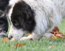 BERO, Hund, Mischlingshund in Ehingen - Bild 10