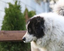 BERO, Hund, Mischlingshund in Ehingen - Bild 2
