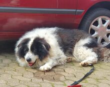 BERO, Hund, Mischlingshund in Ehingen - Bild 5