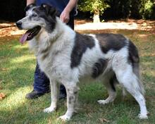 JUSTO, Hund, Mischlingshund in Italien - Bild 5