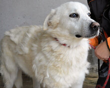 KADEEM, Hund, Mischlingshund in Italien - Bild 1