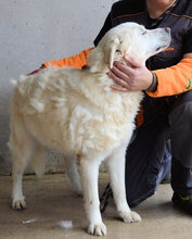 KADEEM, Hund, Mischlingshund in Italien - Bild 3