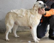 KADEEM, Hund, Mischlingshund in Italien - Bild 4