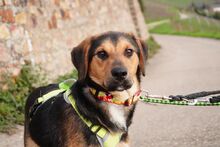 XAVI, Hund, Mischlingshund in Geisenheim - Bild 2