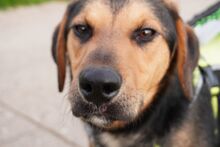 XAVI, Hund, Mischlingshund in Geisenheim - Bild 3