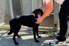 ELFO, Hund, Mischlingshund in Italien - Bild 2