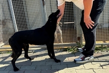 ELFO, Hund, Mischlingshund in Italien - Bild 21
