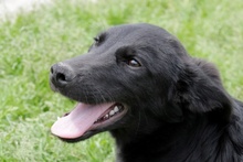 ELFO, Hund, Mischlingshund in Italien - Bild 23