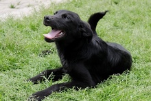 ELFO, Hund, Mischlingshund in Italien - Bild 25