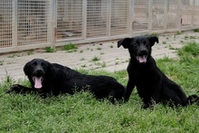 ELFO, Hund, Mischlingshund in Italien - Bild 26