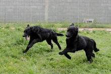 ELFO, Hund, Mischlingshund in Italien - Bild 27
