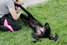 ELFO, Hund, Mischlingshund in Italien - Bild 28