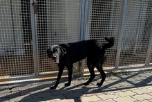 ELFO, Hund, Mischlingshund in Italien - Bild 3