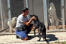 ELFO, Hund, Mischlingshund in Italien - Bild 4