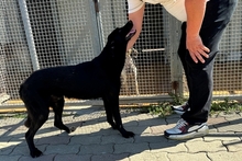 ELFO, Hund, Mischlingshund in Italien - Bild 5